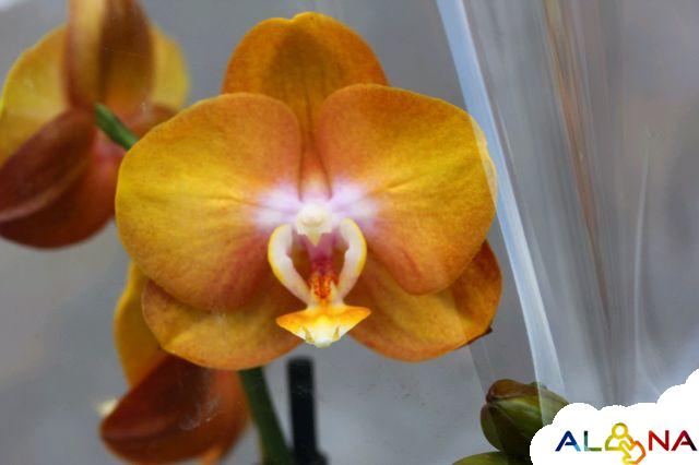 Орхидея лас вегас фото и описание сорта
