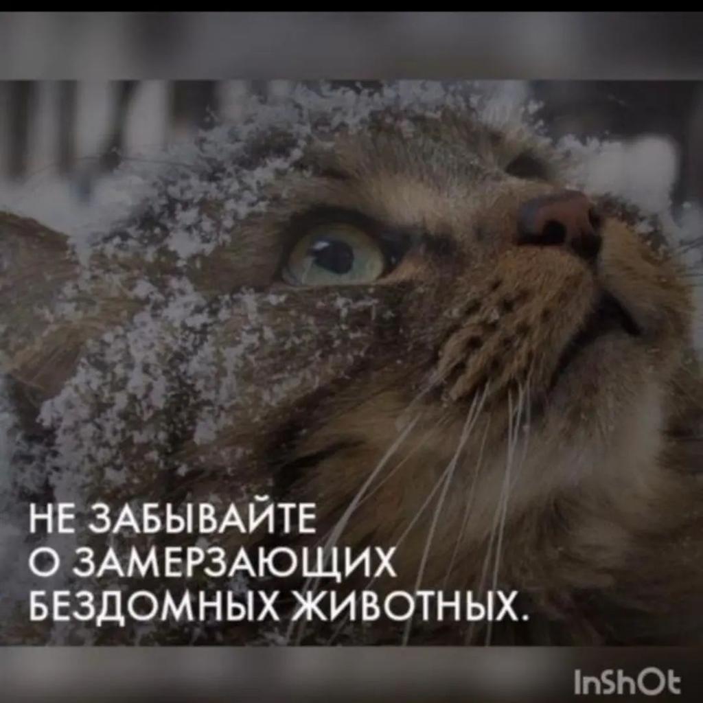 Помогайте животным в Морозы